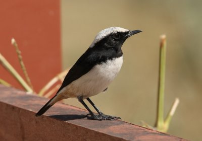 Sorgstenskvtta, ssp. lugentoides