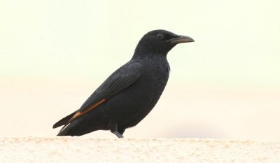 Tristram's Starling