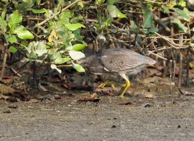 Mangrovehger