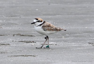 Malaysian Plover 