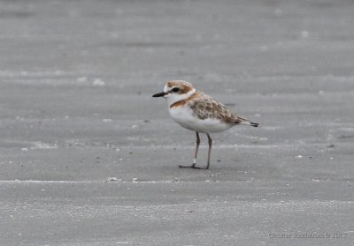 Malaysian Plover