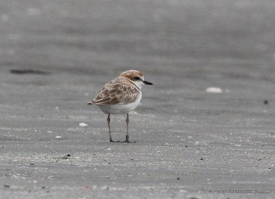 Malaysian Plover