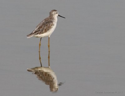 Marsh Sandpiper