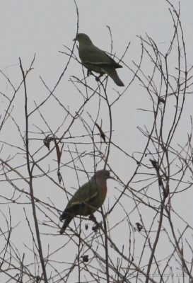 Pink-necked Green Pigeon 