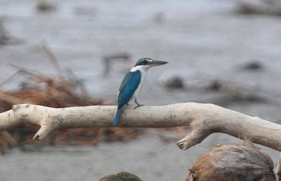 Collared Kingfisher