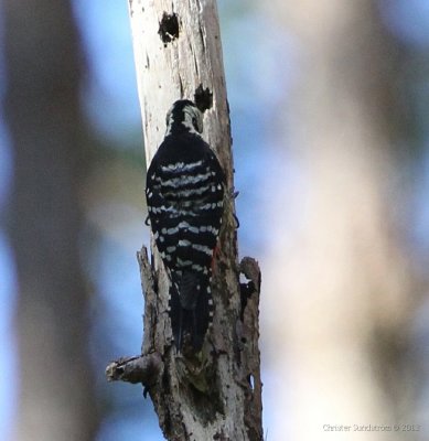 Fulvous-breasted Woodpecker