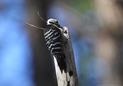 Fulvous-breasted Woodpecker