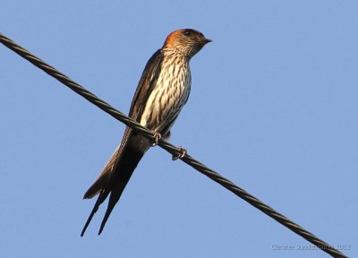 Striated Swallow