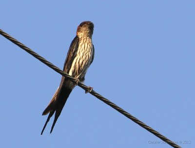 Striated Swallow