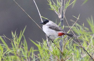 Sooty-headed Bulbul klossi