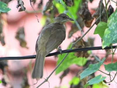 Streak-eared Bulbul conradi