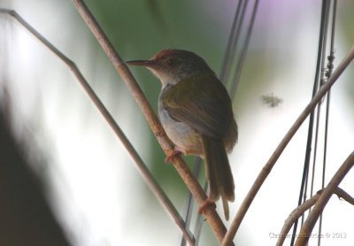 Common Tailorbird