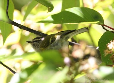 Ashy-throated Warbler 