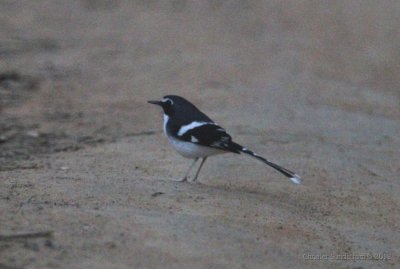 Black-backed Forktail