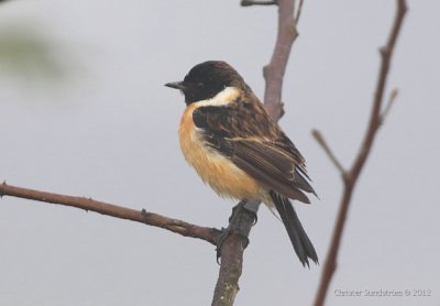 Siberian Stonechat