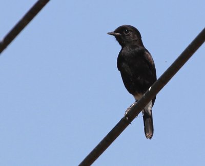 Pied Stonechat