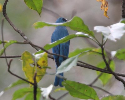 Turkosflugsnappare, ssp. thalassinus