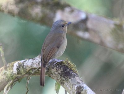 Praktniltava, ssp. sundara, female