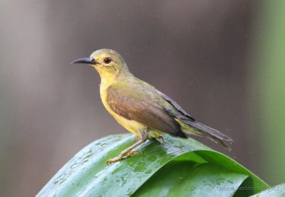 Brunstrupig solfgel, female