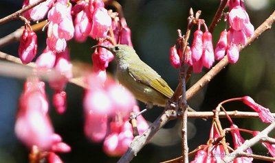 Gould's Sunbird dabryii, female