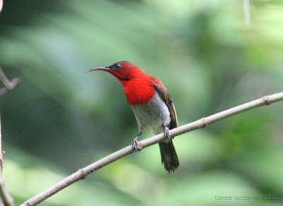 Crimson Sunbird, male