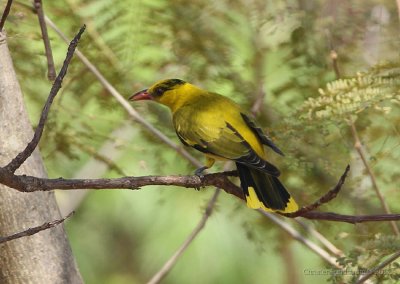 Svartnackad gylling, subadult