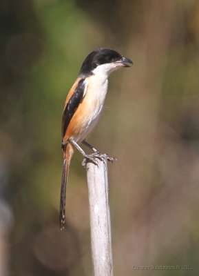 Long-tailed Shrike