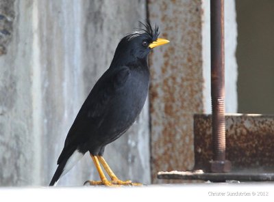 White-vented Myna