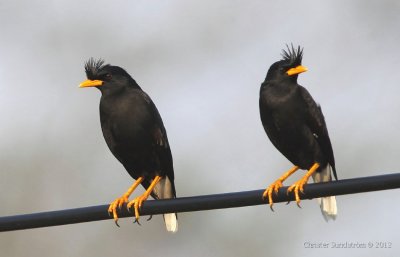 White-vented Myna