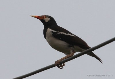 Asian Pied Starling