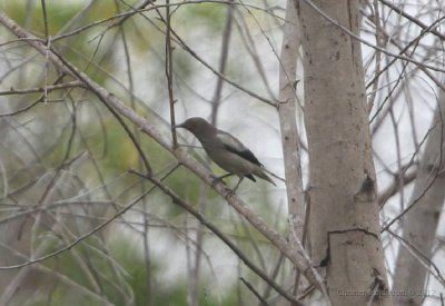 White-shouldered Starling