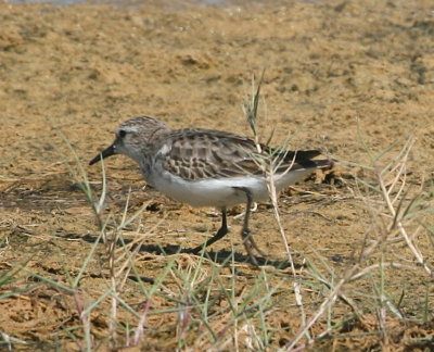 Dunlin