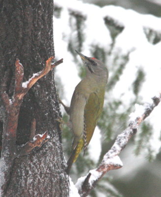 Grey-headed Woodpecker, male