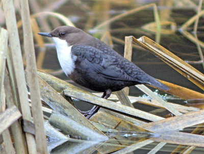 White-throated Dipper