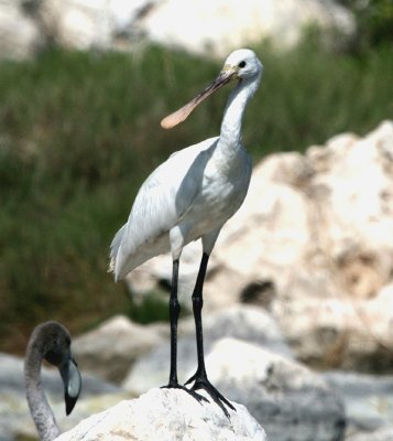 Eurasian Spoonbill