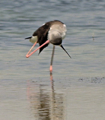 Black-winged Stilt