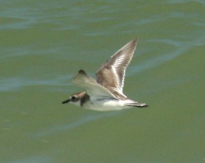 Lesser Sandplover