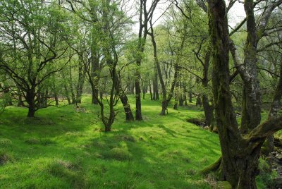 Glentrool forest.jpg