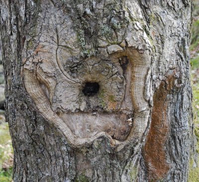 tree face.jpg