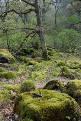 Moss coverd forest.jpg