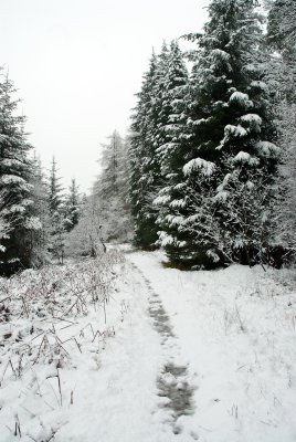 Snow fall Glentrool 4.jpg