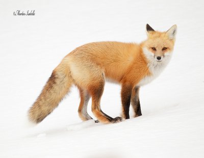 _40C6376 Renard Chibougamau .jpg