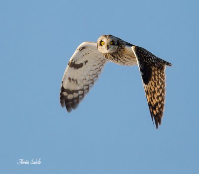 _40C1700 Hibou des marais.jpg