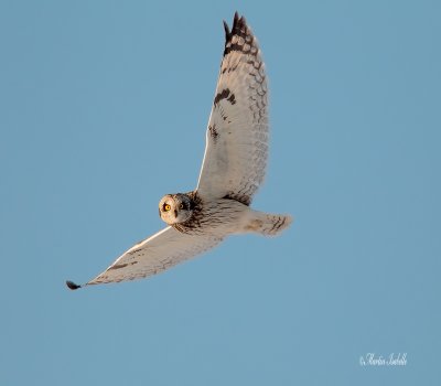 _40C1706 Hibou des marais .jpg