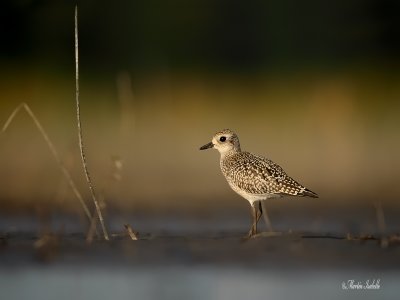 _40C9591 Pluvier argenté pte yamachiche.jpg