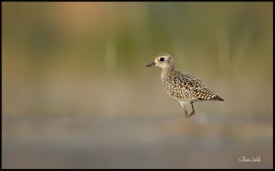 _40C9639 Pluvier argenté.jpg