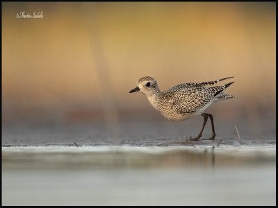 _40C9555 Pluvier argenté pte yamachiche.jpg