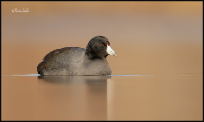 _40C1389 Foulque damerique Qubec.jpg