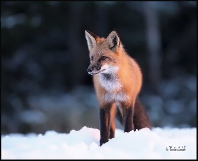 _40C3021 Renard roux foret momonrency .jpg