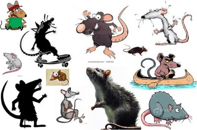 rat_collage